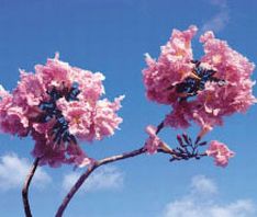 タベブイア・アベラネダエ（タヒボの花）です